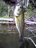 Little (Spy) Pond, Belmont 9-20-09 Fishing Report