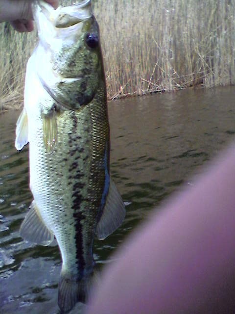 bass1