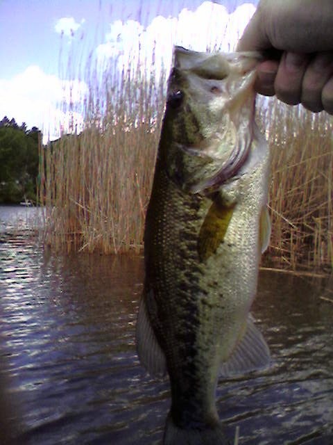 bass2