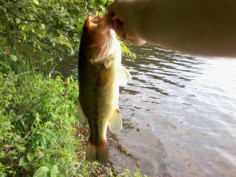 Lower Mystic bass