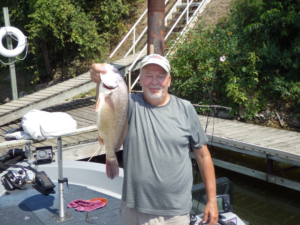 Freshwater Drum Details - MA Fish Finder