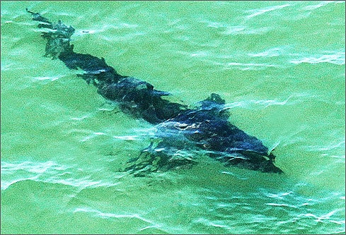 South Beach Shark 2010 near Chatham