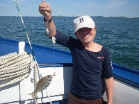 Sea Bass and Scup off Harwichport Fishing Report