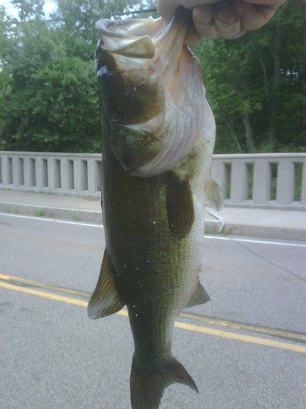 Bridge fishing