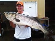 Striper Bass