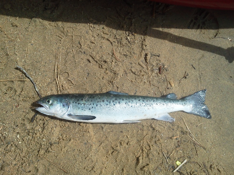 shore fishing for salmon