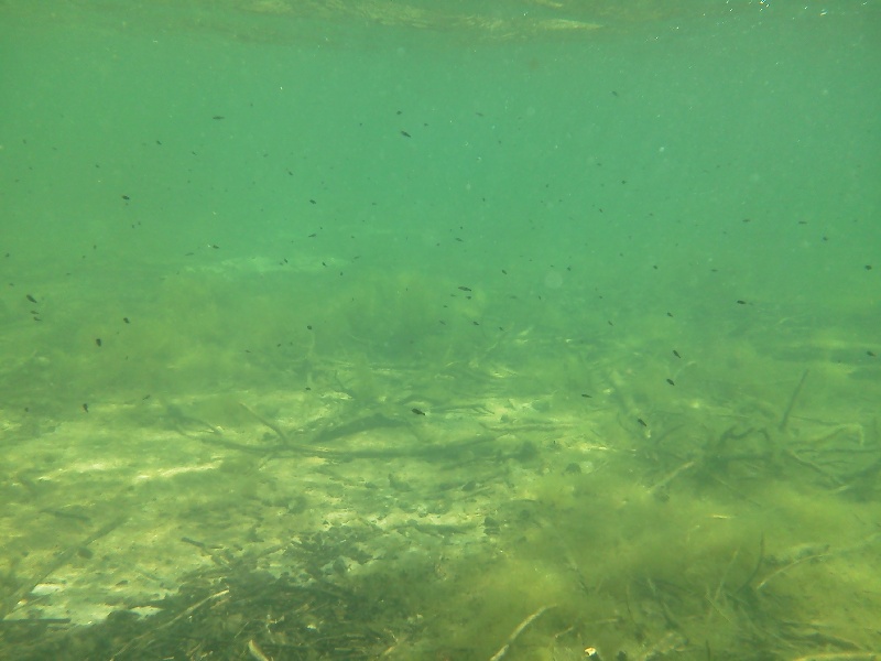 smallmouth babies