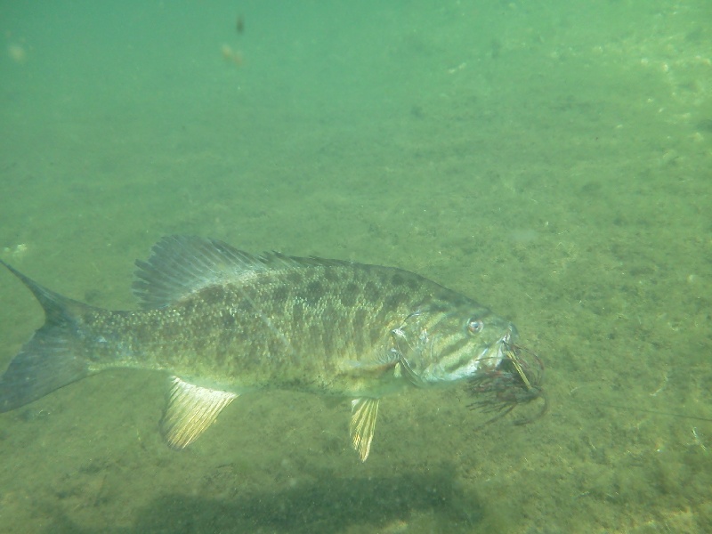 Underwater shot 4