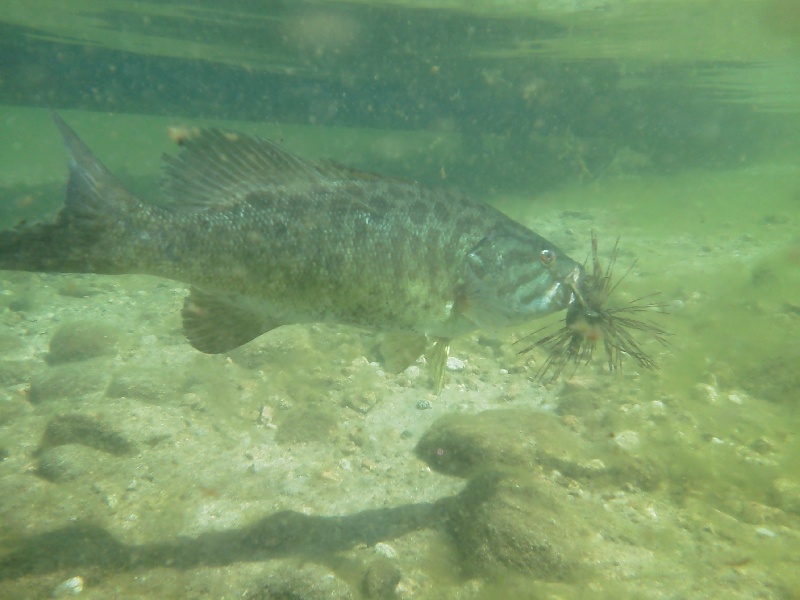 Underwater shot 1