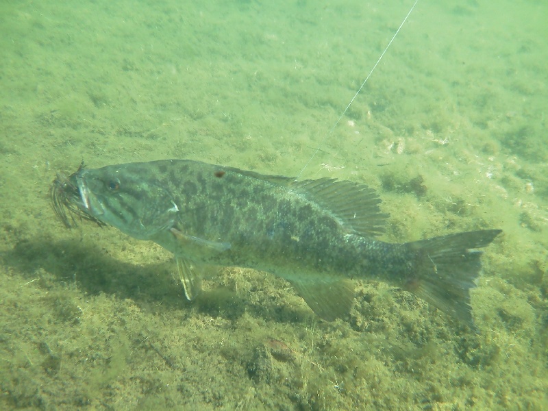 Underwater shot 3