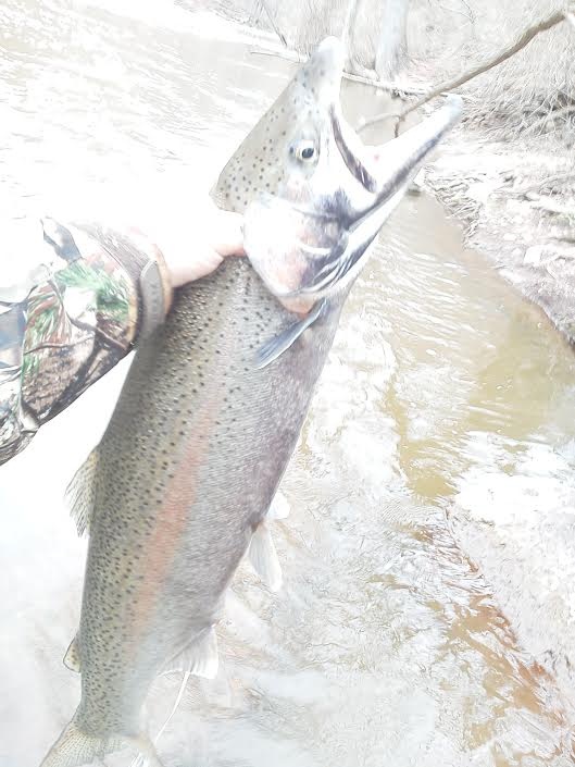 Bend lip steelhead near Egremont