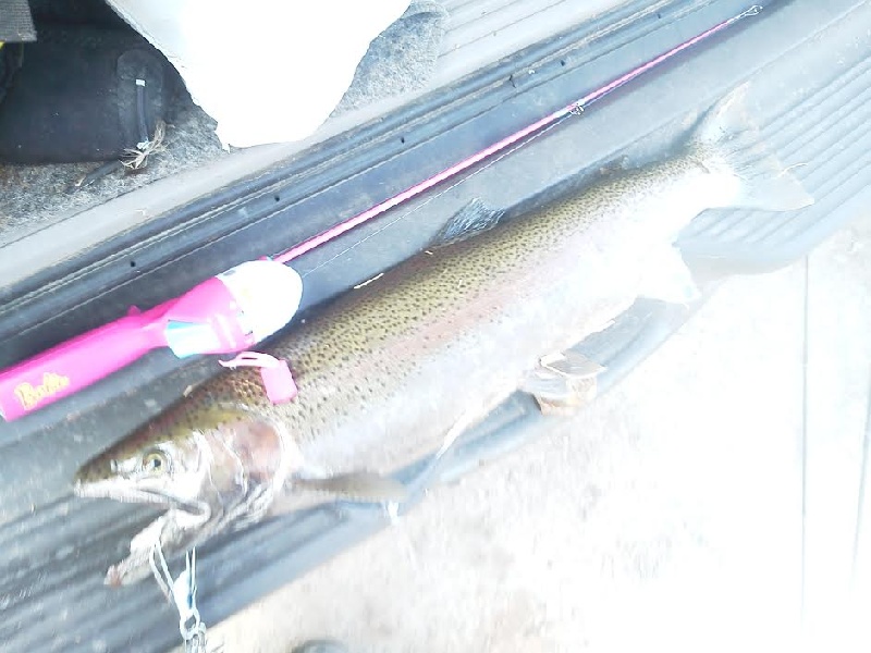 Bend lip steelhead near Mount Washington