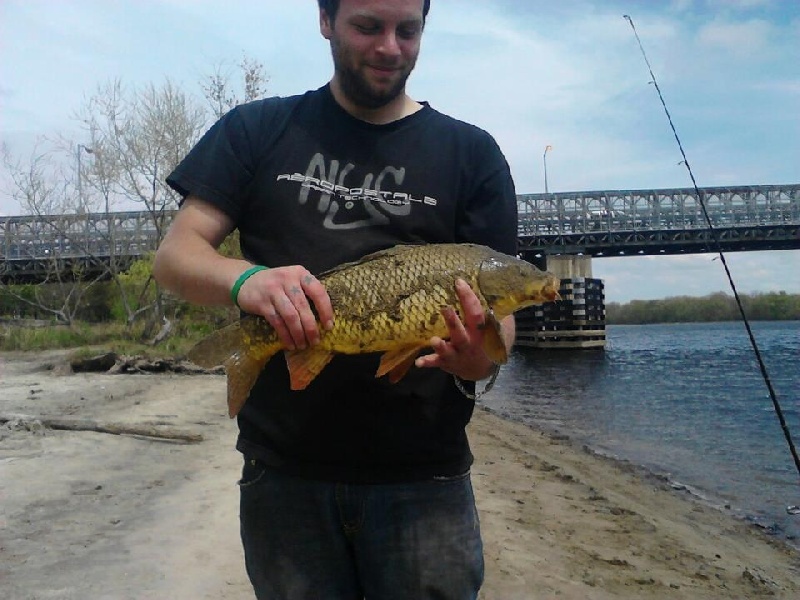 Common carp