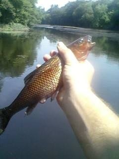 First fall fish ever near Dracut