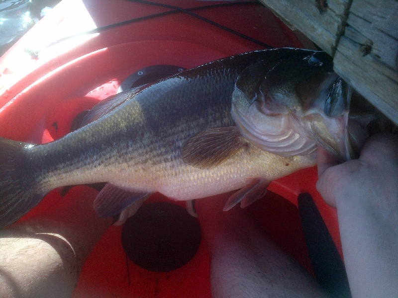 BIG Pre-spawn bedding bass. near Belchertown