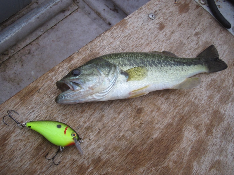 Shaky Head Bass