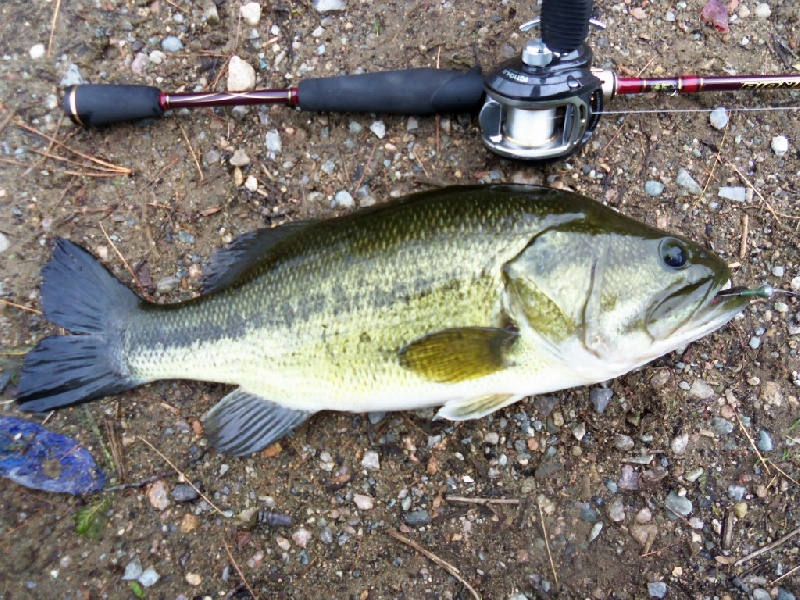 LMB at Willett Pond