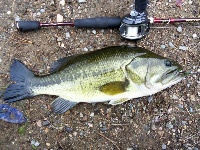 Willett Pond 6/11/11 Fishing Report