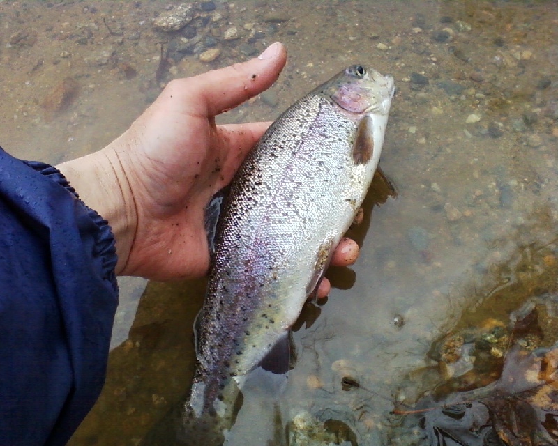 Dug Trout