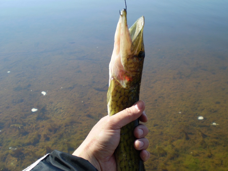 Pickerel1