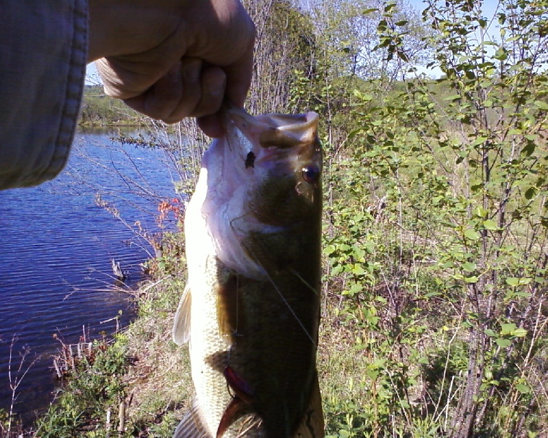 Nice Largemouth