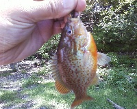 Merrimack Pumpkinseed Fishing Report