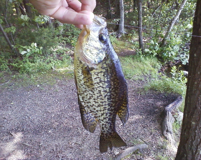 Crappie1