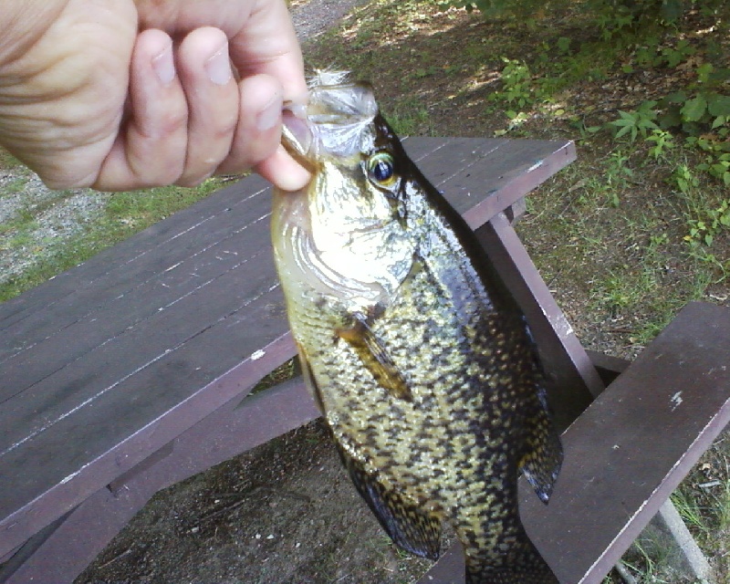 Crappie2