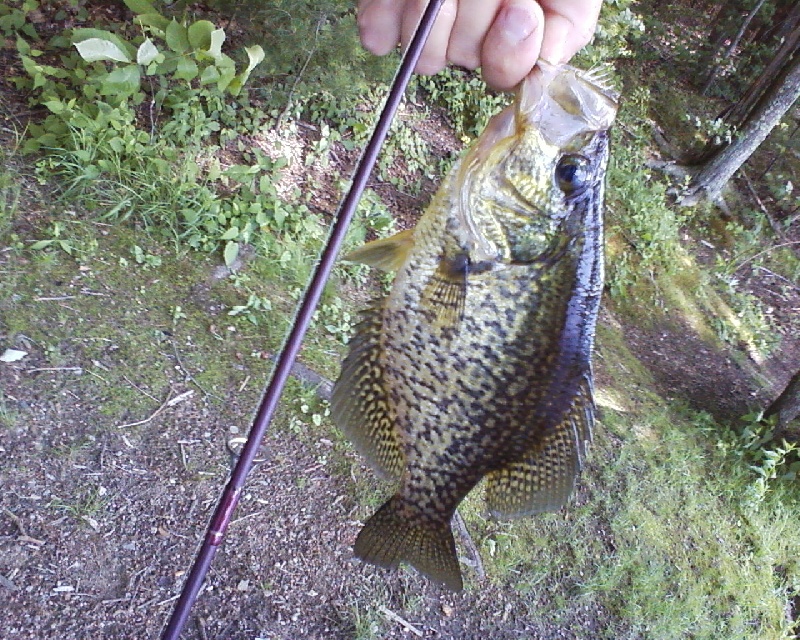 Crappie3