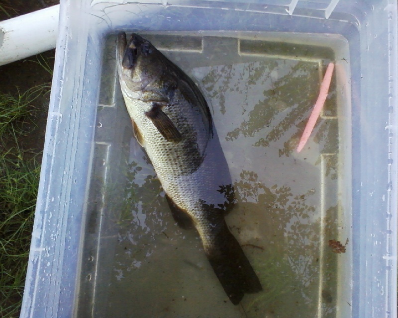 15inchbass