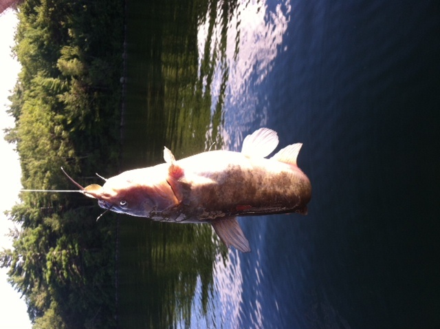 Catfish