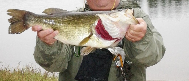 Nice Bass --- 25 x 18