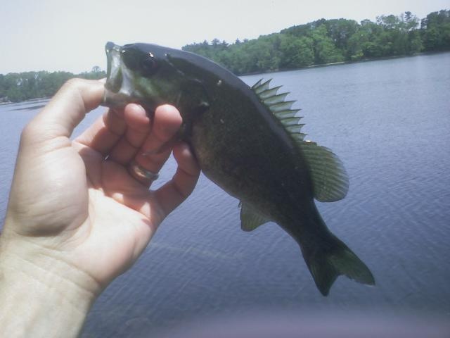 Spot Pond Lunch