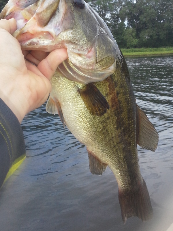 Farm Pond Lunker