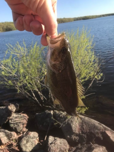 Baby Large Mouth near Attleboro