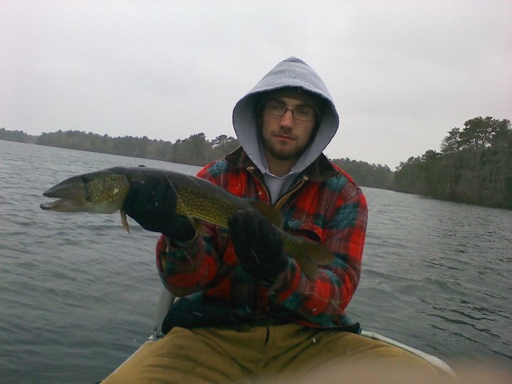 true pickerel