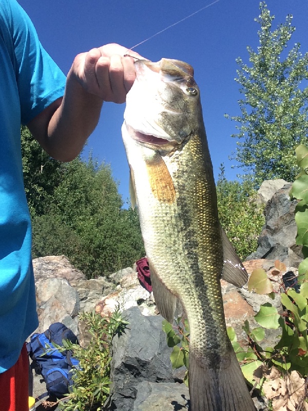 2.5 lbs Largemouth