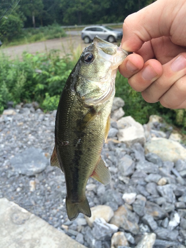 Tiny Bass #1 near Sudbury