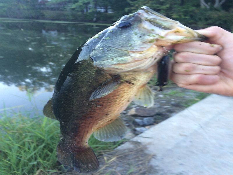 Bass near Sudbury