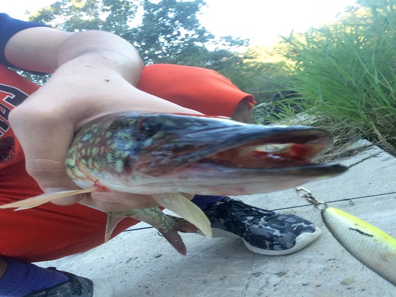 Pickerel  near Sudbury