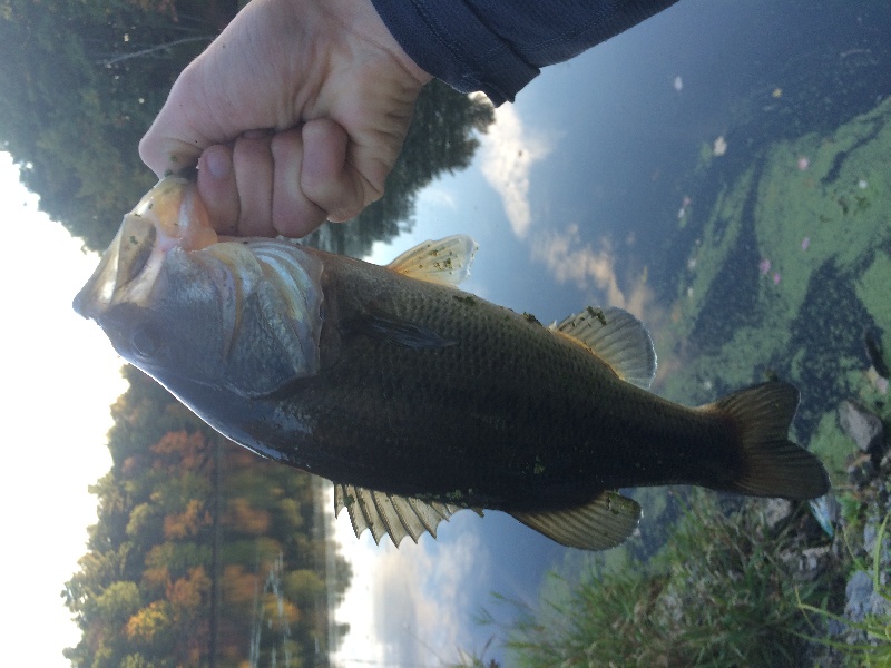 Big Bass