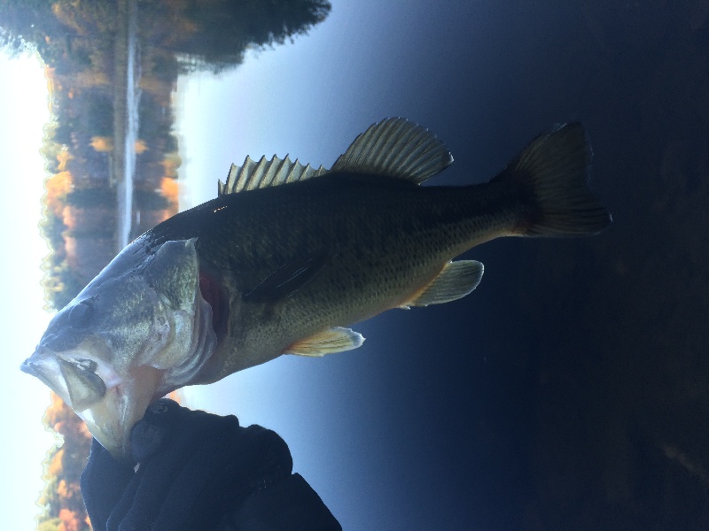 Bass at Local Pond