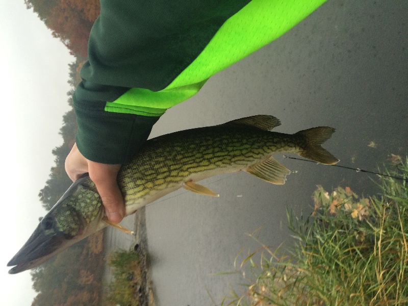 Biggest Pickerel I've Caught!