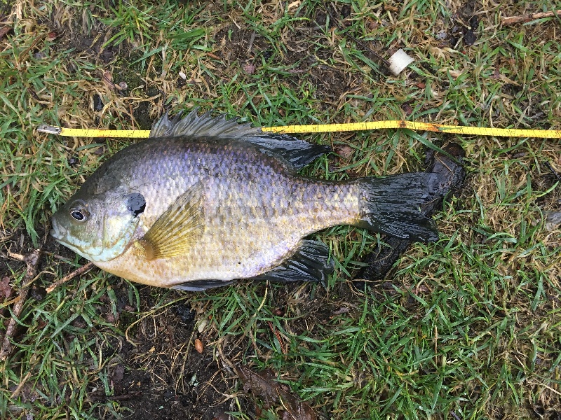 8.5" Bluegill