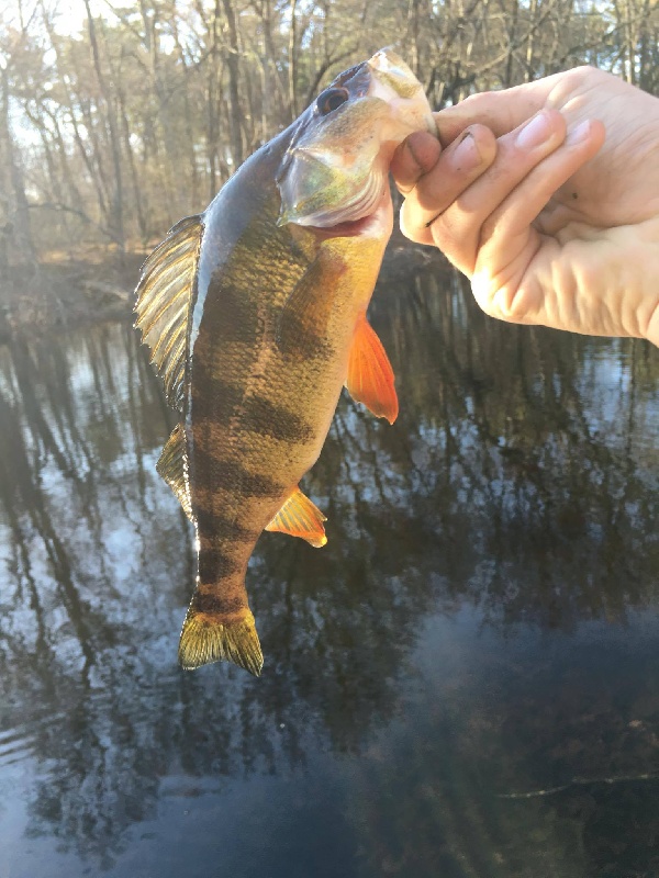 Quality Yellow Perch