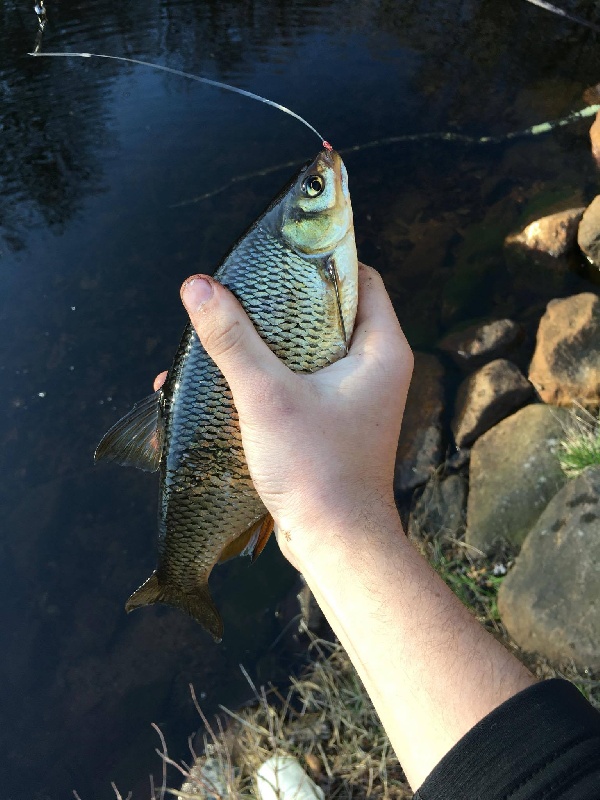 Giant Golden Shiner