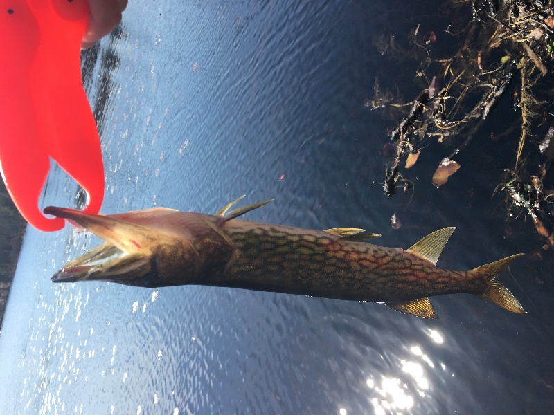 Decent Pickerel near Weston