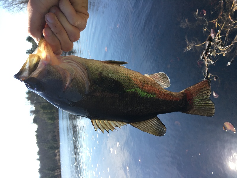 Nice Bass near Weston