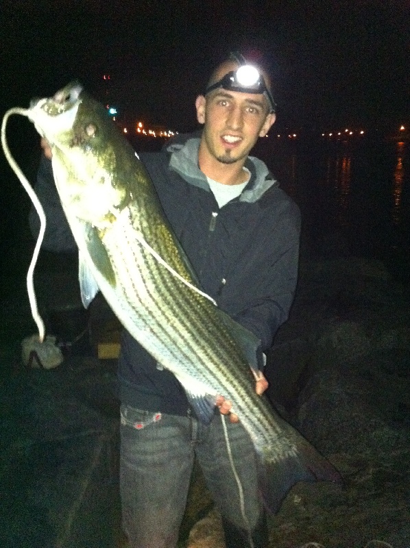 striped bass