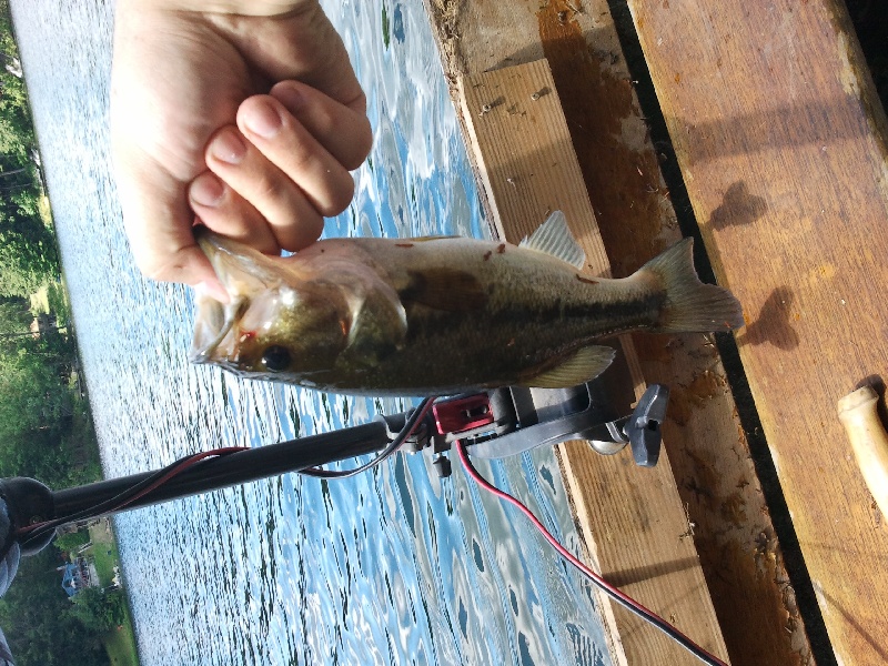 Babcock Lake 7/2/11 LMB near Williamstown